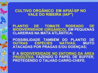CULTIVO ORGÂNICO EM APIAÍ-SP NO
           VALE DO RIBEIRA (IAP*)


   PLANTIO   DE   TOMATE    RODEADO    DE
    BIODIVERSIDADE (ORGÂNICO), EM PEQUENAS
    CLAREIRAS NA MATA ATLÂNTICA;
   POSSIBILIDADE TAMBÉM DO PLANTIO DE
    OUTRAS     ESPÉCIES NATIVAS,   MUITO
    ATACADAS POR PRAGAS E/OU DOENÇAS;
   É A BIODIVERSIDADE NO ENTORNO DA ÁREA
    PRODUTIVA, FAZENDO O PAPEL DE BUFFER,
    PROTEGENDO O TALHÃO CARRO-CHEFE.
 