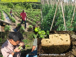 Produção agroecológica de Tomate




                                   Controle biológico - ISCA
 