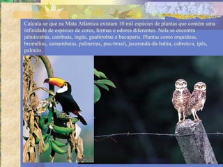 Calcula-se que na Mata Atlântica existam 10 mil espécies de plantas que contém uma
infinidade de espécies de cores, formas e odores diferentes. Nela se encontra
jabuticabas, cambuás, ingás, guabirobas e bacuparis. Plantas como orquídeas,
bromélias, samambaias, palmeiras, pau-brasil, jacarandá-da-bahia, cabreúva, ipês,
palmito.
 