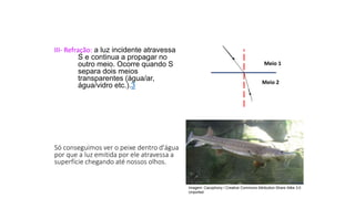 Ciências, 9º Ano
Os Fenômenos Ópticos e suas Relações.
III- Refração: a luz incidente atravessa
S e continua a propagar no
outro meio. Ocorre quando S
separa dois meios
transparentes (água/ar,
água/vidro etc.).3
Meio 1
Meio 2
Só conseguimos ver o peixe dentro d'água
por que a luz emitida por ele atravessa a
superfície chegando até nossos olhos.
Imagem: Cacophony / Creative Commons Attribution-Share Alike 3.0
Unported
 