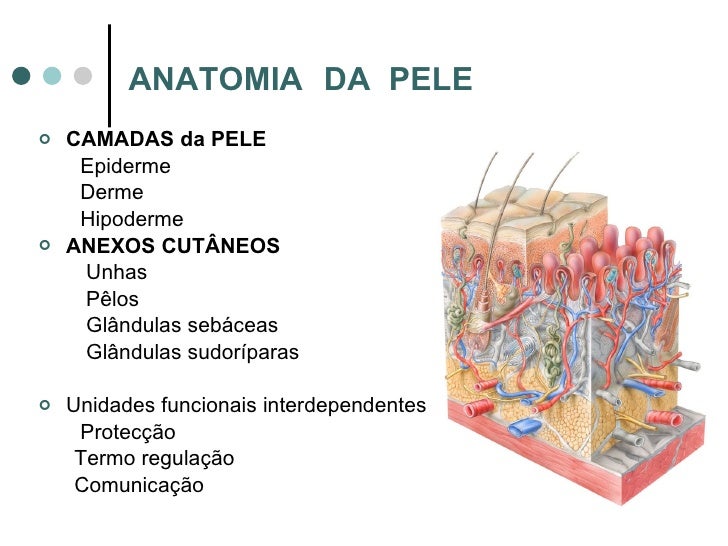 A Imagem Abaixo Mostra Uma Importante Função Da Pele