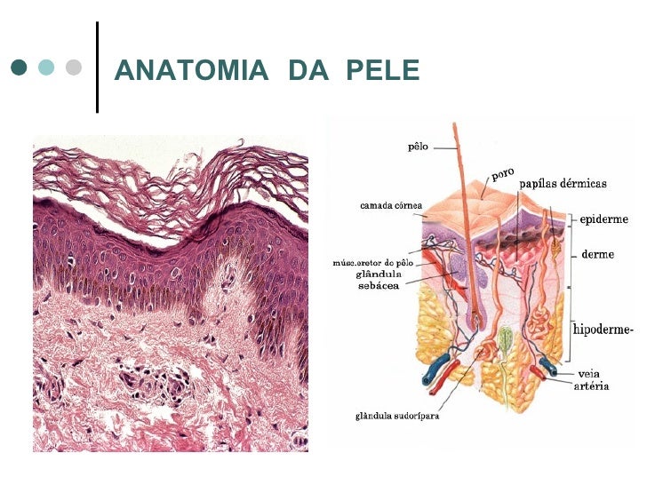 A Imagem Abaixo Mostra Uma Importante Funcao Da Pele