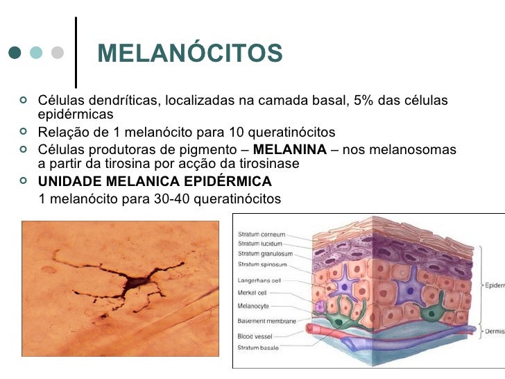A Imagem Abaixo Mostra Uma Importante Função Da Pele