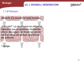 Biologia
1.1.6 Pulmons
Situació: Es situa en la caixa toracica.
Com són? La seva funcio es relitzar el
intercanvi que es poridueix mediant la
difucio del oxigen i el dioxid de carboni
entre la sang i els alveols que forman
els pulmons.
• Imatge.
10
U3. L’APARELL RESPIRATORI
 
