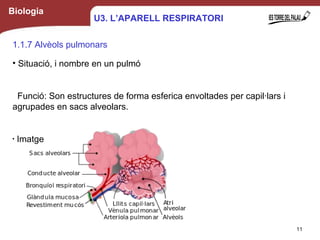 Biologia
1.1.7 Alvèols pulmonars
• Situació, i nombre en un pulmó
Funció: Son estructures de forma esferica envoltades per capil·lars i
agrupades en sacs alveolars.
•
Imatge
11
U3. L’APARELL RESPIRATORI
 