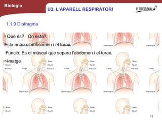 Biologia
1.1.9 Diafragma
• Què és? On esta?.
Esta entre el adbsomen i el torax.
Funció: Es el múscul que separa l'abdomen i el torax.
• Imatge
12
U3. L’APARELL RESPIRATORI
 