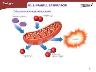 Biologia
2
Edjunta una imatge relacionada
amb la respiració cel·lular
U3. L’APARELL RESPIRATORI
 