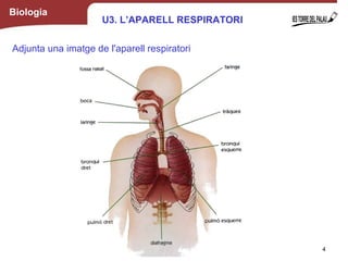 Biologia
Adjunta una imatge de l'aparell respiratori
4
U3. L’APARELL RESPIRATORI
 