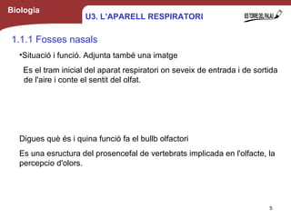 Biologia
1.1.1 Fosses nasals
•Situació i funció. Adjunta també una imatge
Es el tram inicial del aparat respiratori on seveix de entrada i de sortida
de l'aire i conte el sentit del olfat.
Digues què és i quina funció fa el bullb olfactori
Es una esructura del prosencefal de vertebrats implicada en l'olfacte, la
percepcio d'olors.
5
U3. L’APARELL RESPIRATORI
 