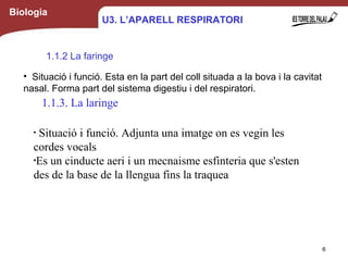 z
Biologia
1.1.2 La faringe
6
• Situació i funció. Esta en la part del coll situada a la bova i la cavitat
nasal. Forma part del sistema digestiu i del respiratori.
U3. L’APARELL RESPIRATORI
1.1.3. La laringe
1.1.3. La laringe
•
Situació i funció. Adjunta una imatge on es vegin les
cordes vocals
•
Es un cinducte aeri i un mecnaisme esfinteria que s'esten
des de la base de la llengua fins la traquea
 