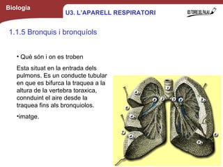 Biologia
1.1.5 Bronquis i bronquíols
• Què són i on es troben
Esta situat en la entrada dels
pulmons. Es un conducte tubular
en que es bifurca la traquea a la
altura de la vertebra toraxica,
connduint el aire desde la
traquea fins als bronquiolos.
•imatge.
9
U3. L’APARELL RESPIRATORI
 