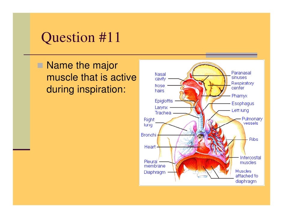 Why Is Inhalation Described As An Active Process A & P Respiratory System Review 2008