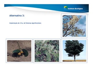 Alternativa 3:


Implantação de 4 ha. de Sistemas Agroflorestais:
 
