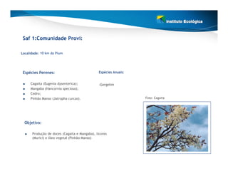 Saf 1:Comunidade Provi:

Localidade: 10 km do Pium
Localidade




 Espécies Perenes:
 Espé                                          Espécies Anuais:
                                               Espé


     Cagaita (Eugenia dysenterica);            -Gergelim
     Mangaba (Hancornia speciosa);
     Cedro;
     Pinhão Manso (Jatropha curcas).                              Foto: Cagaita




  Objetivo:

      Produção de doces (Cagaita e Mangaba), licores
      (Murici) e óleo vegetal (Pinhão Manso)
 