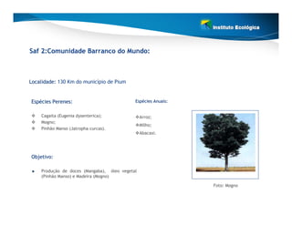 Saf 2:Comunidade Barranco do Mundo:



Localidade: 130 Km do município de Pium


Espécies Perenes:
Espé                                        Espécies Anuais:
                                            Espé


    Cagaita (Eugenia dysenterica);              Arroz;
    Mogno;
                                                Milho;
    Pinhão Manso (Jatropha curcas).
                                                Abacaxi.




Objetivo:

    Produção de doces (Mangaba), óleo vegetal
    (Pinhão Manso) e Madeira (Mogno)

                                                               Foto: Mogno
 