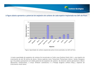 A figura abaixo apresenta o potencial de seqüestro de carbono de cada espécie implantada nos SAFs de Pium:
                                         seqü                         espé


                                                       1,2

                                                        1
                             Carbono (ton hectare-1)
                                                       0,8

                                                       0,6

                                                       0,4

                                                       0,2

                                                        0


                                                                                             so
                                                                                  í




                                                                                                                                                                 a
                                                              ta




                                                                                                        a


                                                                                                                   to
                                                                        ba




                                                                                                                                                     a
                                                                                                                                           bo
                                                                                                                                    ru
                                                                                ic




                                                                                                                              á




                                                                                                                                                              ng
                                                                                                                                                   in
                                                                                                     os


                                                                                                              l ip
                                                           ai




                                                                                                                           ac
                                                                                          an
                                                                             ur




                                                                                                                                  Ba
                                                                      ga




                                                                                                                                          m


                                                                                                                                                   ar


                                                                                                                                                            ta
                                                         ag




                                                                                                  R


                                                                                                              ca
                                                                             M




                                                                                                                        Ar




                                                                                                                                         Ja
                                                                                        m




                                                                                                                                                  m
                                                                    an




                                                                                                                                                         Pi
                                                                                                ro
                                                       C




                                                                                                            Eu




                                                                                                                                                Ta
                                                                                      o
                                                                   M




                                                                                              ed
                                                                                   hã


                                                                                             C
                                                                                    n
                                                                                 Pi




                                                                                                               Especies


                            Figura: Quantidade de carbono seqüestrado pelas árvores plantadas nos SAFs de Pium.




       A maior quantidade de seqüestro de carbono foi encontrada no Cedro rosa.(Cedrela fissilis Vell.), uma espécie de
      crescimento de até 40 metros de altura. Outras espécies como Tamarindo (Tamarindus indica), Jambo (Syzygium
      sp) e Eucaliptus apresentam um médio potencial de seqüestro de carbono. Os menores valores apresentam o Murici
      (Byrsonima verbascifolia), a Araçá (Psidium catleianum) e a Pitanga (Eugenia uniflora Berg.), espécies de
      crescimento muito baixo.
 