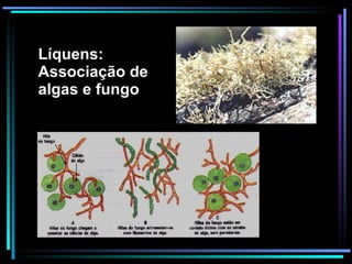 Líquens: Associação de algas e fungo 