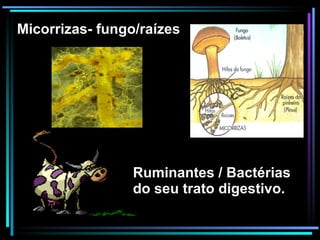 Ruminantes / Bactérias do seu trato digestivo. Micorrizas- fungo/raízes 