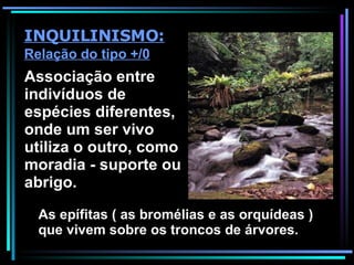 Associação entre indivíduos de espécies diferentes, onde um ser vivo utiliza o outro, como moradia - suporte ou abrigo. INQUILINISMO: Relação do tipo +/0 As epífitas ( as bromélias e as orquídeas ) que vivem sobre os troncos de árvores. 