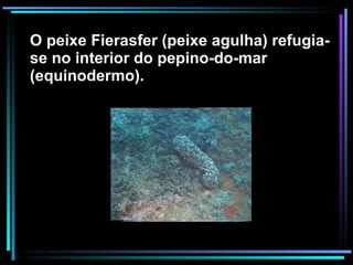 O peixe Fierasfer (peixe agulha) refugia-se no interior do pepino-do-mar (equinodermo). 