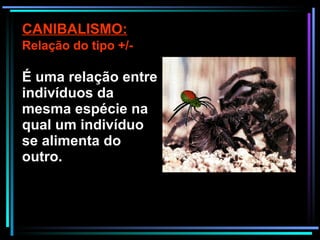 É uma relação entre indivíduos da mesma espécie  na qual um indivíduo se alimenta do outro. CANIBALISMO: Relação do tipo +/- 