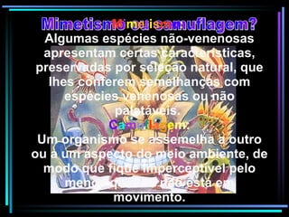 Mimetismo ou camuflagem? M i m e t i s m o :  Algumas espécies não-venenosas apresentam certas características, preservadas por seleção natural, que lhes conferem semelhanças com espécies venenosas ou não palatáveis.   C a m u f l a g e m: Um organismo se assemelha a outro ou a um aspecto do meio ambiente, de modo que fique imperceptível pelo menos quando não está em movimento. 