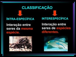 INTERESPECÍFICA Interação entre seres de  espécies diferentes. CLASSIFICAÇÃO I NTRA-ESPECÍFICA Interação entre seres da  mesma espécie.  