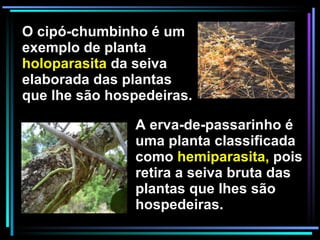 O cipó-chumbinho é um exemplo de planta  holoparasita  da seiva elaborada das plantas que lhe são hospedeiras.  A erva-de-passarinho é uma planta classificada como  hemiparasita,  pois retira a seiva bruta das plantas que lhes são hospedeiras. 