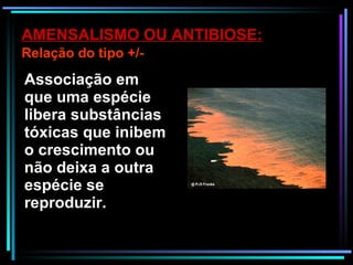 Associação em que uma espécie libera substâncias tóxicas que inibem o crescimento ou não deixa a outra espécie se reproduzir.  AMENSALISMO OU ANTIBIOSE: Relação do tipo +/- 