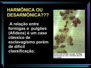 A relação entre formigas e  pulgões (Afídeos) é um caso clássico de esclavagismo porém de difícil classificação.  HARMÔNICA OU DESARMÔNICA??? 