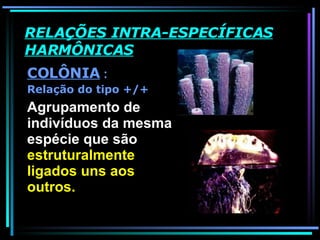 RELAÇÕES INTRA-ESPECÍFICAS HARMÔNICAS COLÔNIA  : Relação do tipo +/+ Agrupamento de indivíduos da mesma espécie que são  estruturalmente ligados uns aos outros.  