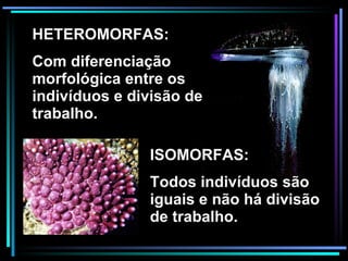 HETEROMORFAS:  Com diferenciação morfológica entre os indivíduos e divisão de trabalho. ISOMORFAS:  Todos indivíduos são iguais e não há divisão de trabalho. 