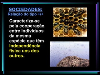 Caracteriza-se pela cooperação entre indivíduos da mesma espécie que têm  independência física uns dos outros.  SOCIEDADES:  Relação do tipo +/+ 