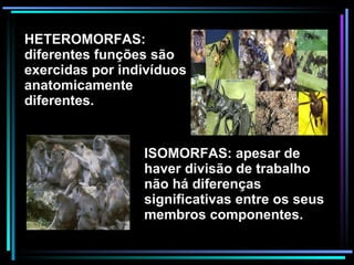 HETEROMORFAS: diferentes funções são exercidas por indivíduos anatomicamente diferentes. ISOMORFAS: apesar de haver divisão de trabalho não há diferenças significativas entre os seus membros componentes. 