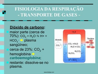 Slides da aula de Biologia (Marcelo) sobre Sistema Respiratório