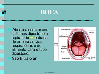 Slides da aula de Biologia (Marcelo) sobre Sistema Respiratório