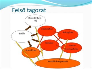 Felső tagozat
 