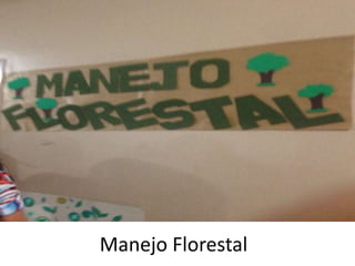 Manejo Florestal
 
