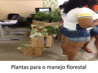Plantas para o manejo florestal
 