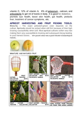 APRICOT (Prunus armeniaca) PROCESSING AND VALUE ADDITION | DOCX
