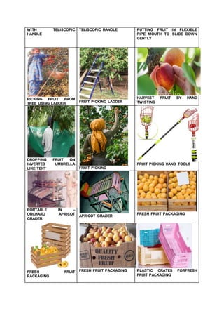 APRICOT (Prunus armeniaca) PROCESSING AND VALUE ADDITION | DOCX