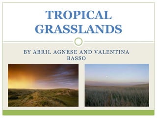 BY ABRIL AGNESE AND VALENTINA
BASSO
TROPICAL
GRASSLANDS
 