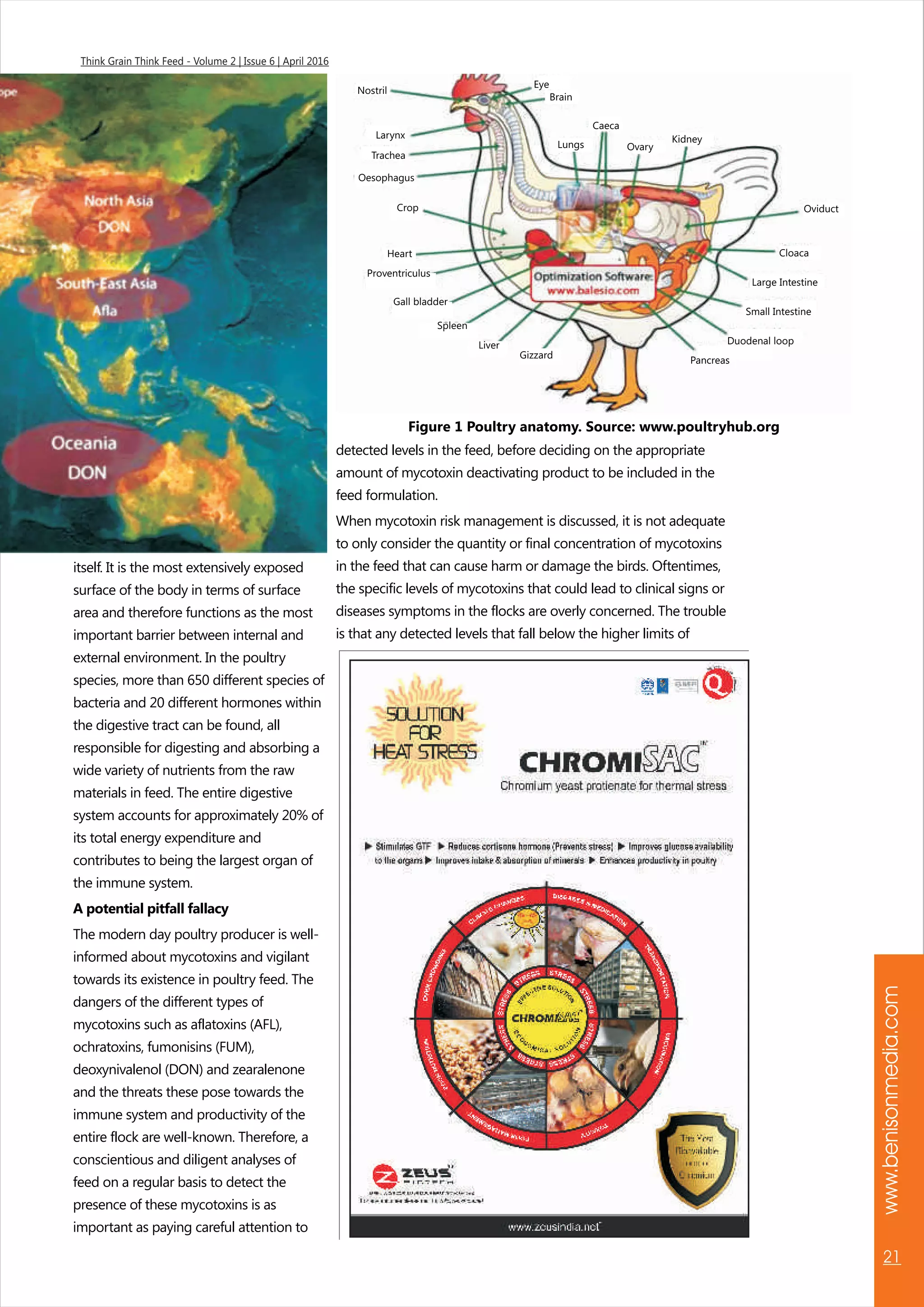 www.benisonmedia.com
21
Think Grain Think Feed - Volume 2 | Issue 6 | April 2016
itself. It is the most extensively exposed
surface of the body in terms of surface
area and therefore functions as the most
important barrier between internal and
external environment. In the poultry
species, more than 650 different species of
bacteria and 20 different hormones within
the digestive tract can be found, all
responsible for digesting and absorbing a
wide variety of nutrients from the raw
materials in feed. The entire digestive
system accounts for approximately 20% of
its total energy expenditure and
contributes to being the largest organ of
the immune system.
A potential pitfall fallacy
The modern day poultry producer is well-
informed about mycotoxins and vigilant
towards its existence in poultry feed. The
dangers of the different types of
mycotoxins such as aflatoxins (AFL),
ochratoxins, fumonisins (FUM),
deoxynivalenol (DON) and zearalenone
and the threats these pose towards the
immune system and productivity of the
entire flock are well-known. Therefore, a
conscientious and diligent analyses of
feed on a regular basis to detect the
presence of these mycotoxins is as
important as paying careful attention to
detected levels in the feed, before deciding on the appropriate
amount of mycotoxin deactivating product to be included in the
feed formulation.
When mycotoxin risk management is discussed, it is not adequate
to only consider the quantity or final concentration of mycotoxins
in the feed that can cause harm or damage the birds. Oftentimes,
the specific levels of mycotoxins that could lead to clinical signs or
diseases symptoms in the flocks are overly concerned. The trouble
is that any detected levels that fall below the higher limits of
Figure 1 Poultry anatomy. Source: www.poultryhub.org
Nostril
Larynx
Trachea
Oesophagus
Crop
Heart
Proventriculus
Gall bladder
Spleen
Liver
Gizzard
Eye
Brain
Lungs
Caeca
Ovary
Kidney
Oviduct
Cloaca
Large Intestine
Small Intestine
Duodenal loop
Pancreas
 