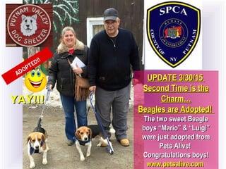 UPDATE 3/30/15UPDATE 3/30/15
Second Time is theSecond Time is the
Charm…Charm…
Beagles are Adopted!Beagles are Adopted!
The two sweet BeagleThe two sweet Beagle
boys “Mario” & “Luigi”boys “Mario” & “Luigi”
were just adopted fromwere just adopted from
Pets Alive!Pets Alive!
Congratulations boys!Congratulations boys!
www.petsalive.comwww.petsalive.com
ADOPTED!!
YAY!!!YAY!!!
 