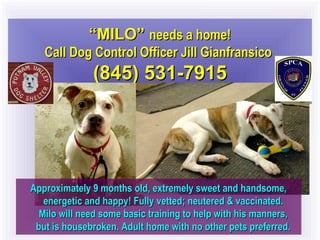 ““MILO”MILO” needs a home!needs a home!
Call Dog Control Officer Jill GianfransicoCall Dog Control Officer Jill Gianfransico
(845) 531-7915(845) 531-7915
Approximately 9 months old, extremely sweet and handsome,Approximately 9 months old, extremely sweet and handsome,
energetic and happy! Fully vetted; neutered & vaccinated.energetic and happy! Fully vetted; neutered & vaccinated.
Milo will need some basic training to help with his manners,Milo will need some basic training to help with his manners,
but is housebroken. Adult home with no other pets preferred.but is housebroken. Adult home with no other pets preferred.
 
