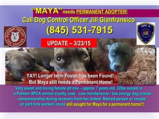 ““MAYA”MAYA”needsneeds PERMANENT ADOPTER!PERMANENT ADOPTER!
Call Dog Control Officer Jill GianfransicoCall Dog Control Officer Jill Gianfransico
(845) 531-7915(845) 531-7915
UPDATE – 3/23/15UPDATE – 3/23/15
Very sweet and loving female pit mix – approx 7 years old, 32lbs seized inVery sweet and loving female pit mix – approx 7 years old, 32lbs seized in
a Putnam SPCA animal cruelty case. Low maintenance / low energy dog cravesa Putnam SPCA animal cruelty case. Low maintenance / low energy dog craves
companionship during recovery from her ordeal. Retired person or couplecompanionship during recovery from her ordeal. Retired person or couple
(or part time worker) could(or part time worker) could still sought for Maya for a permanent home!!!still sought for Maya for a permanent home!!!
YAY! Longer term Foster has been Found!YAY! Longer term Foster has been Found!
But Maya still needs a Permanent Home!But Maya still needs a Permanent Home!
 