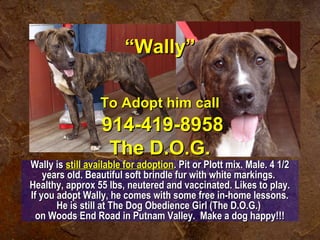 Wally isWally is still available for adoptionstill available for adoption. Pit or Plott mix. Male. 4 1/2. Pit or Plott mix. Male. 4 1/2
years old. Beautiful soft brindle fur with white markings.years old. Beautiful soft brindle fur with white markings.
Healthy, approx 55 lbs, neutered and vaccinated. Likes to play.Healthy, approx 55 lbs, neutered and vaccinated. Likes to play.
If you adopt Wally, he comes with some free in-home lessons.If you adopt Wally, he comes with some free in-home lessons.
He is still at The Dog Obedience Girl (The D.O.G.)He is still at The Dog Obedience Girl (The D.O.G.)
on Woods End Road in Putnam Valley. Make a dog happy!!!on Woods End Road in Putnam Valley. Make a dog happy!!!
““Wally”Wally”
To Adopt him callTo Adopt him call
914-419-8958914-419-8958
The D.O.G.The D.O.G.
 