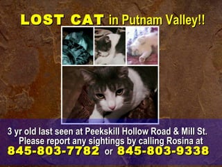 3 yr old last seen at Peekskill Hollow Road & Mill St.3 yr old last seen at Peekskill Hollow Road & Mill St.
Please report any sightings by calling Rosina atPlease report any sightings by calling Rosina at
845-803-7782845-803-7782 oror 845-803-9338845-803-9338
LOST CATLOST CAT in Putnam Valley!!in Putnam Valley!!
 