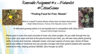 Renewable Assignment #2 – iNaturalist
#CitizenScience
“Finding Food for Free: Weeds”
‘What is a weed? A plant whose virtues have not been discovered.’
—Ralph Waldo Emerson, Fortune of the Republic Lecture, 1878
‘A wild plant growing where it is not wanted and in competition with other plants.’
— Compact Oxford English Dictionary
Plants grow in even the most concrete of inner-city urban jungles. As you walk through the city,
if you open your eyes and look at the ground around your feet, you will see many plants growing
wildly in nooks and crannies, sidewalk cracks, and open spaces of every type. Some of these
plants are edible or medicinal and can provide a forager with fresh greens loaded with essential
nutrients for free, helping achieve SDG#2, Zero Hunger by 2030.
 