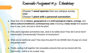 Renewable Assignment #3: Ethnobotany
● Deep dive into its botany, geographical and anthropological origins, ecology, and
ethno-cultural (traditional, contemporary) uses including a tasty recipe that explains
how to use, cook, and eat or drink the plant.
● If the plant originated somewhere else, what is its edible story? How did it arrive here?
Intentionally? Unintentionally? Direction of introduction?
● What are its traditional uses? How does this plant fit into SDG#2 Zero Hunger at a local
and global scale?
● Finally, pulling it all together into renewable products that can be shared with the
community - online or as a paper copy.
Choose 1 weed species from our campus survey
AND
Choose 1 plant with a personal connection
 